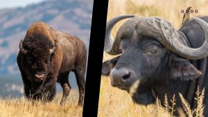 Buffalo vd Bison