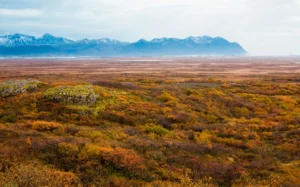 Tundra Vegetation