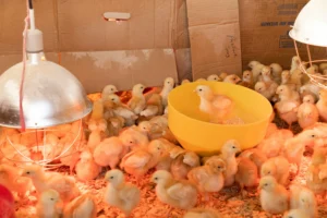 Poultry Farming in nigeria