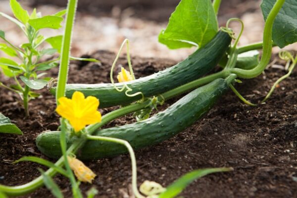 cucumber growth stages