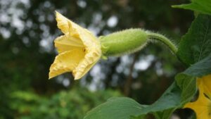 cucumber growth stages